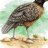 Land Quail